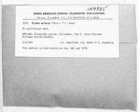 Otidea bufonia image